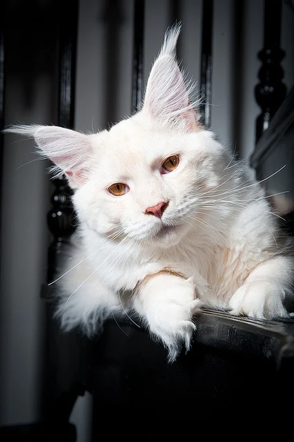 All-white Maine Coon