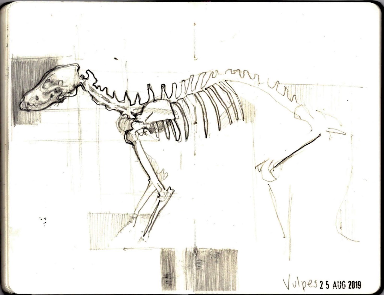 The Bloggings Of Mrs Bertimus: Have You Seen A Turkey Skeleton Before?