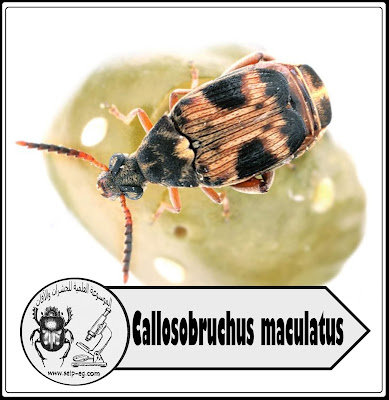 خنفساء اللوبيا Callosobruchus maculatus 