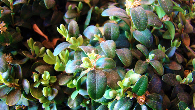 Boj (Buxus sempervirens L.).