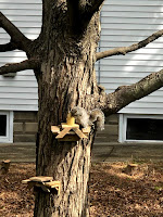 a picnic table attached to a tree, where a squirrel sits and eats compressed corn