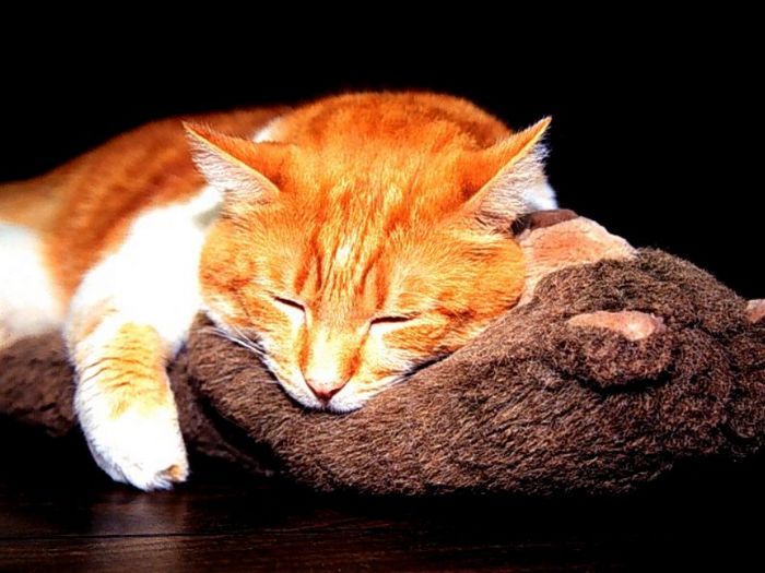 Kedi Resimleri CeReZFoRuM