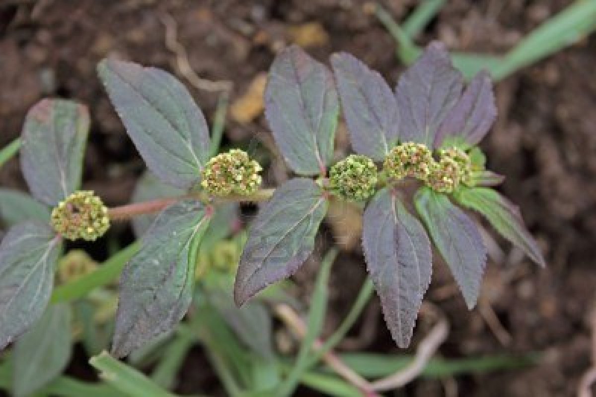 Euphorbia Hirta
