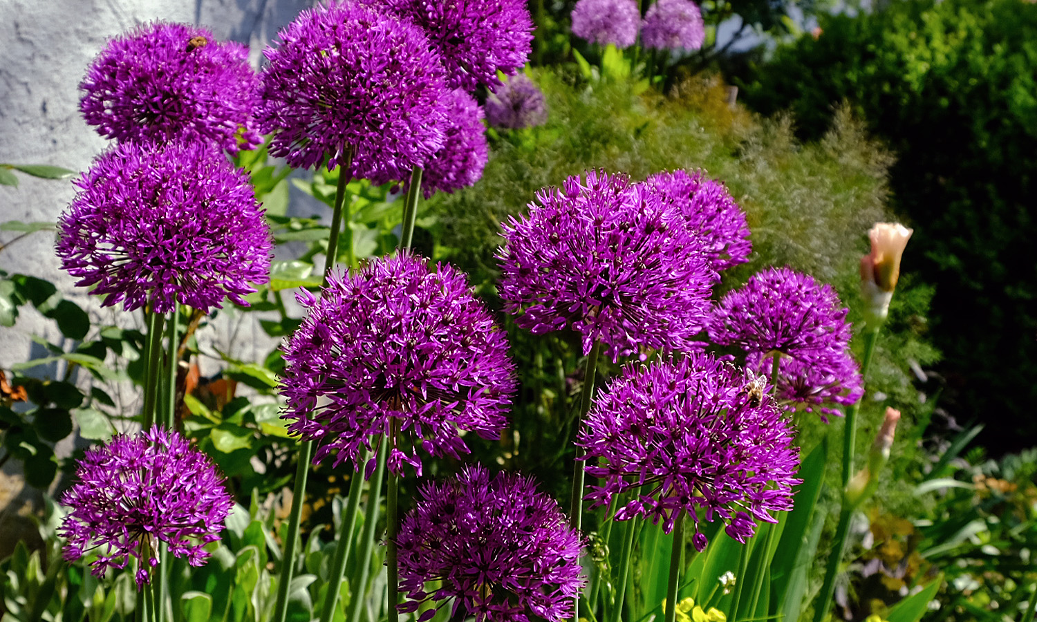 ball der blüten purpurgarden