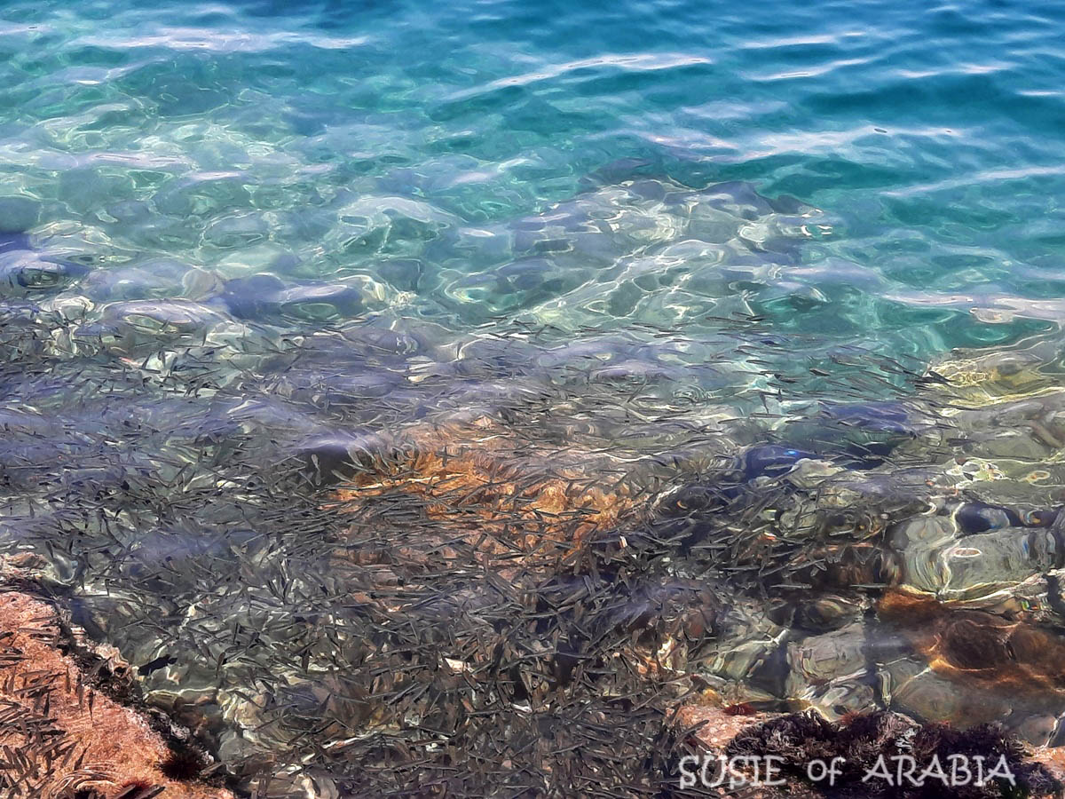 Jeddah Daily Photo WINTER SEASON IN JEDDAH