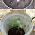 Simple Steps to Grow a Hundred Pounds of Potatoes in a Barrel