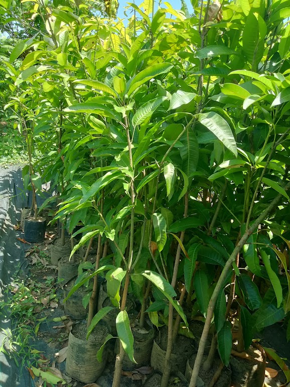 bibit pohon mangga chokanan mudah cepat berbuah Pupuan