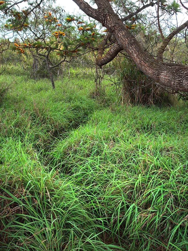 seashore paspalum hawaii seashore paspalum hawaii