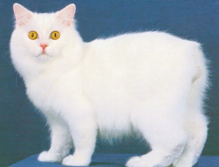 manx cat pictures, manx cat for sale, manx cat price, manx cat personality, manx cat rescue, manx cat breeders, manx cat names, european shorthair, nama kucing hitam, nama kucing islam, obat kutu kucing, nama untuk kucing, nama kucing dalam islam, nama nama kucing islam, gambar kucing, nama kucing jepang, makanan untuk anak kucing