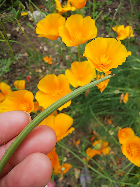 北の良い魔女とカリフォルニアポピーの種を蒔く。Harvest California poppy seed.