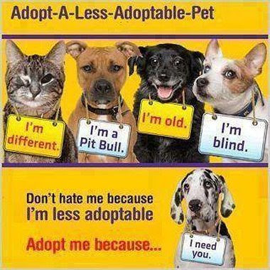 Rescue & Adopt Poster