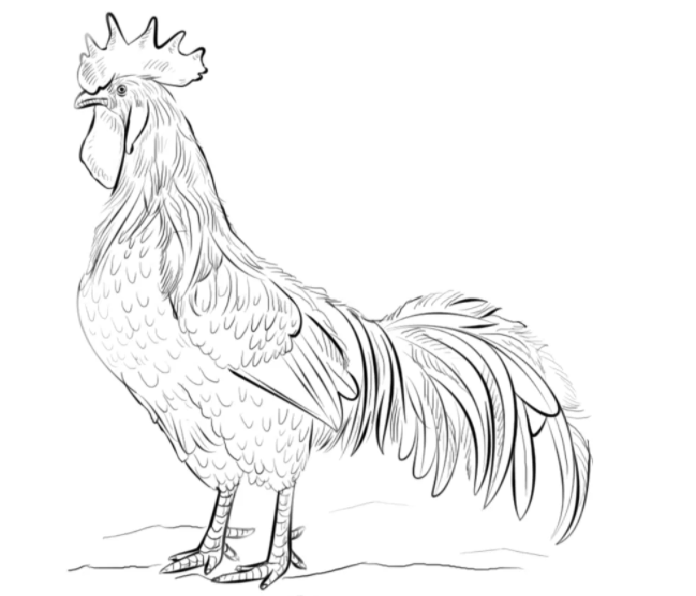 15+ Sketsa Gambar Ayam Yang Mudah - Psychology Today