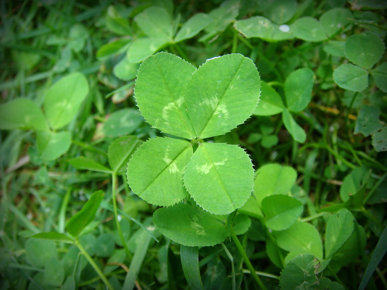 Stories from the Wigwam Medicinal Monday the Wonders of White Clover
