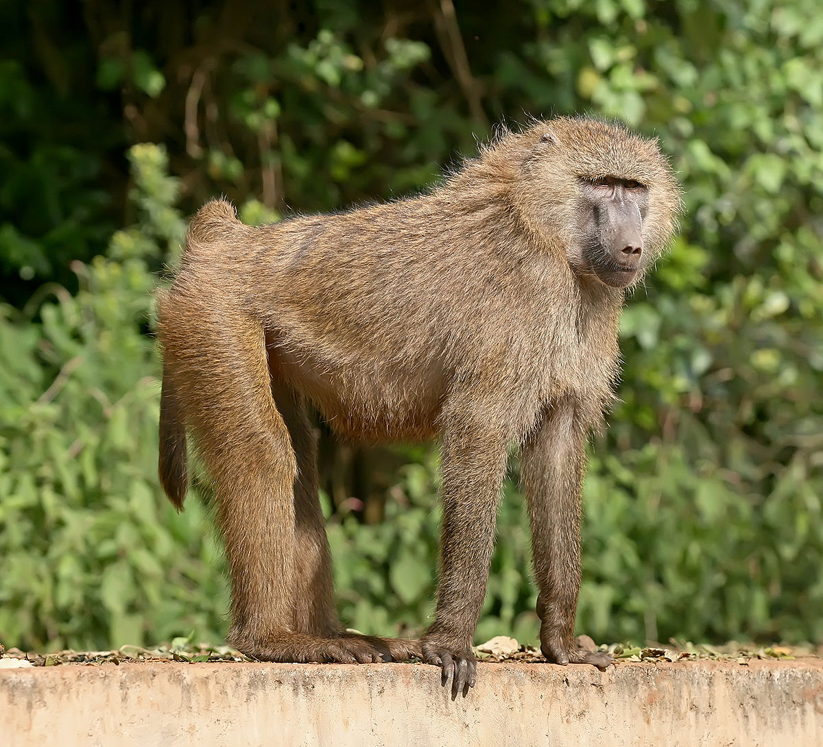 Are Baboons dangerous? Baboon primate red bottom monkey