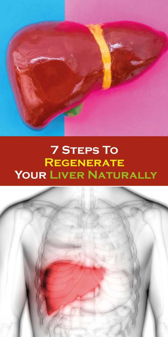How Exactly Does The Liver Regenerate Itself A New St vrogue.co