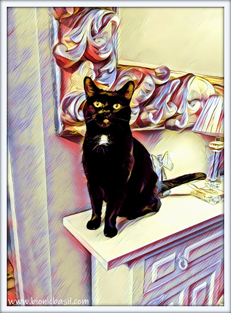 Parsley Sauce's Smouldering Selfie  ©BionicBasil® Caturday Art