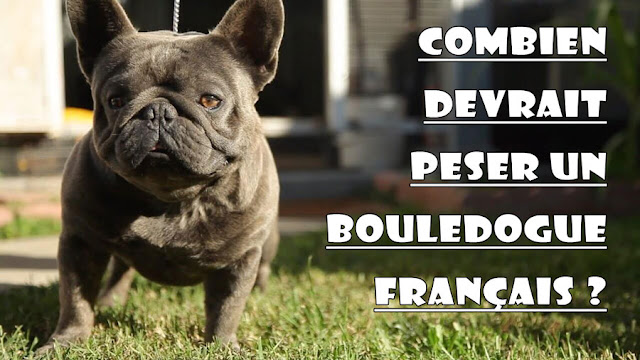 Poids Bouledogue Francais Combien Devrait Peser Un Bouledogue Francais