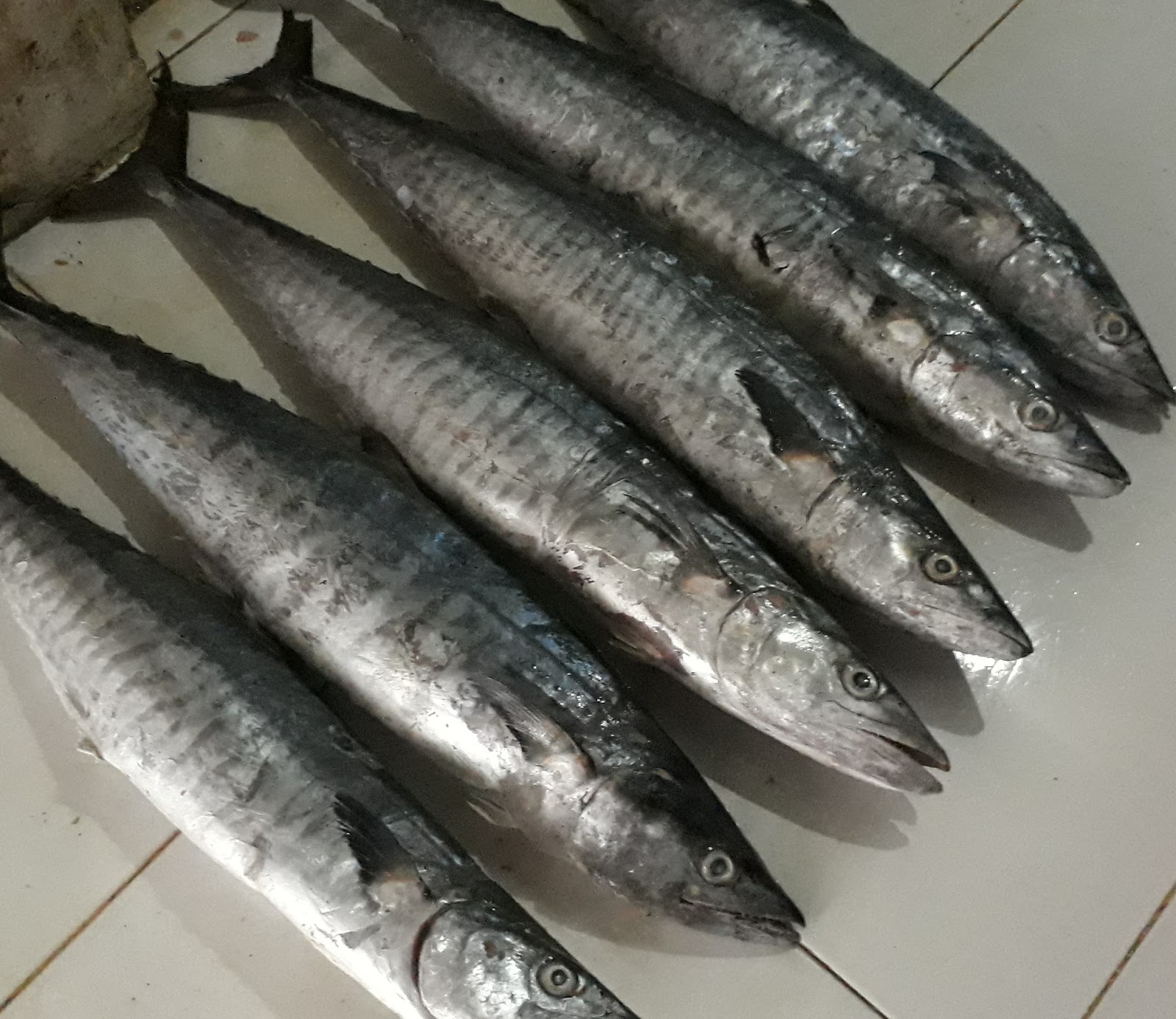 Aquoshofiy - SUPPLIER DAGING IKAN FILLET DAN GILING MUARA ANGKE Aquoshofiy - SUPPLIER DAGING IKAN FILLET DAN GILING MUARA ANGKE