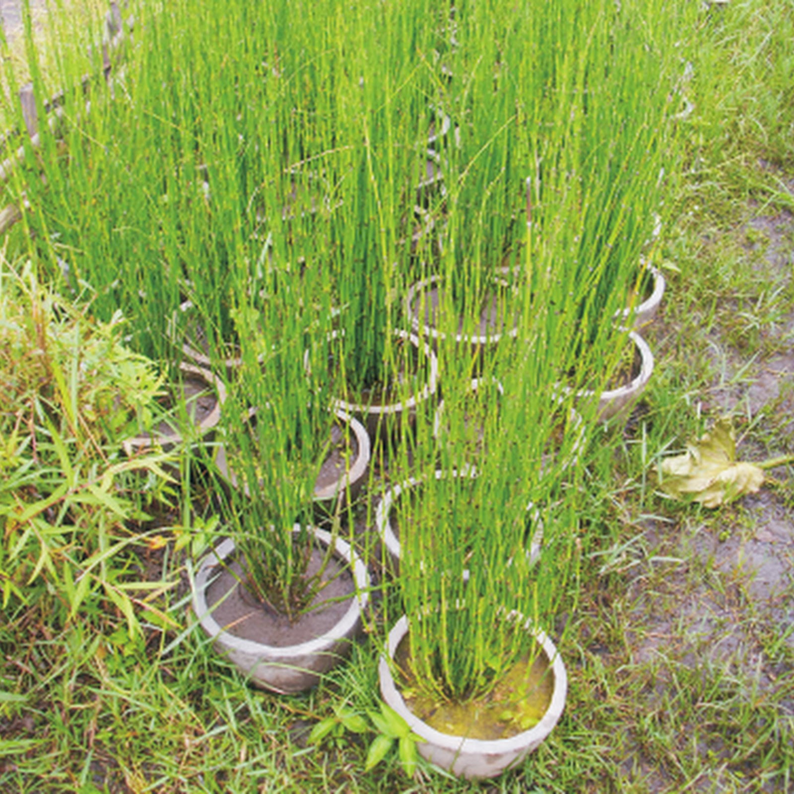 Klasifikasi Tanaman Bambu Air Klasifikasi Tanaman