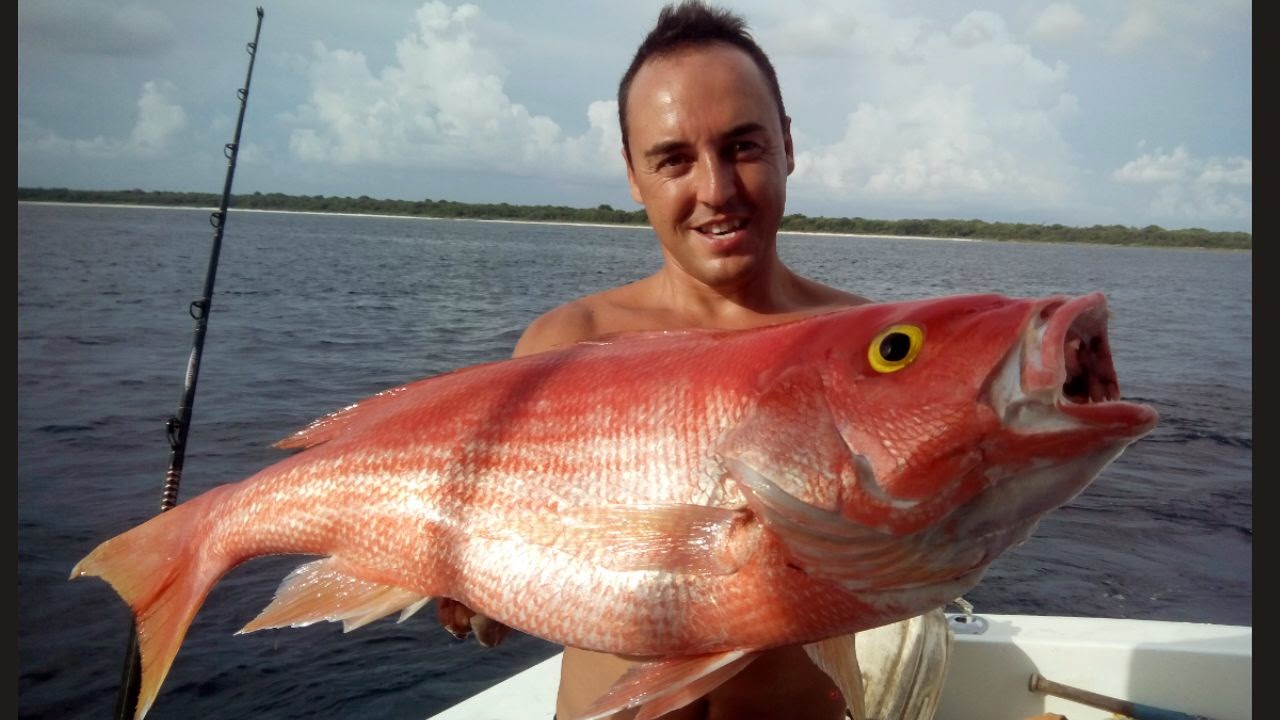 Robalo Galicia: PARGOS EN GALICIA!!!