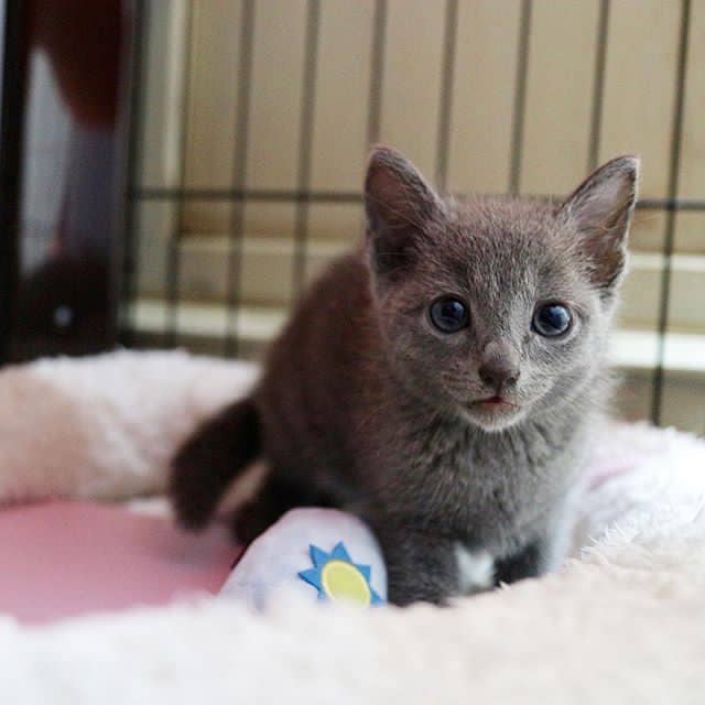 Azul russo bonito onde comprar gato azul russo online mais barato