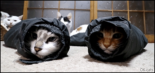 Funny Cat GIF • 2  Shironeko cats hidden in sleeves. Ambush mode activated, ready to pounce!