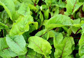 Beetroot Leaves