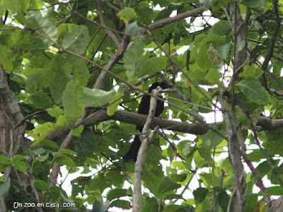Dicrurus annectans - Crow-billed Drongo