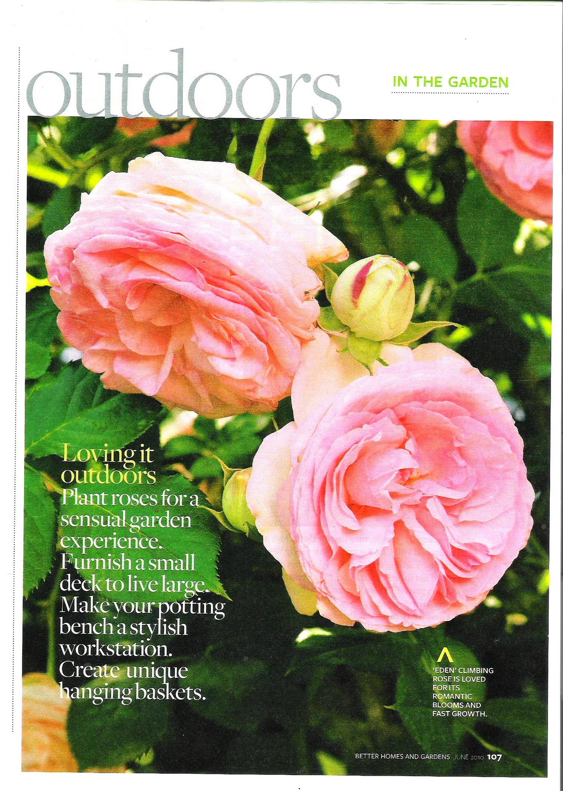 Antiques And Teacups: Pink Saturday English Roses Glorious Pink