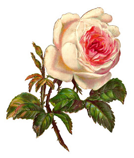 Antique Images: White Rose Digital Illustration Flower Printable Clip Art