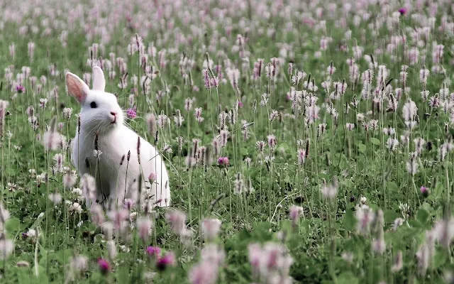 Foto wit konijn tussen de bloemen