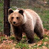 Μέτρα προφύλαξης από άγρια ζώα ιδιαιτέρως αρκούδας