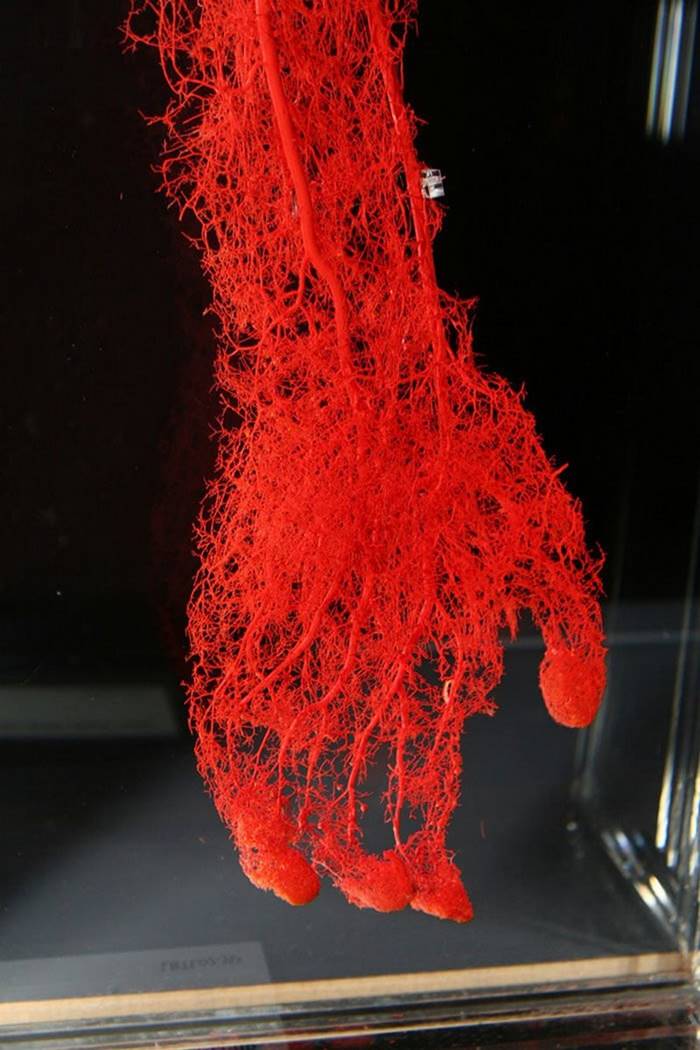All blood vessels of the human hand