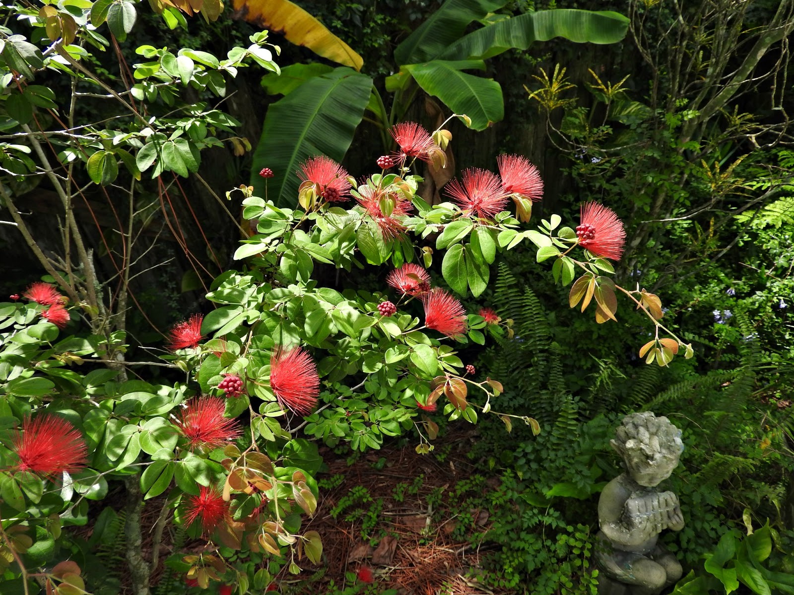 MadSnapper Dwarf Powder Puff