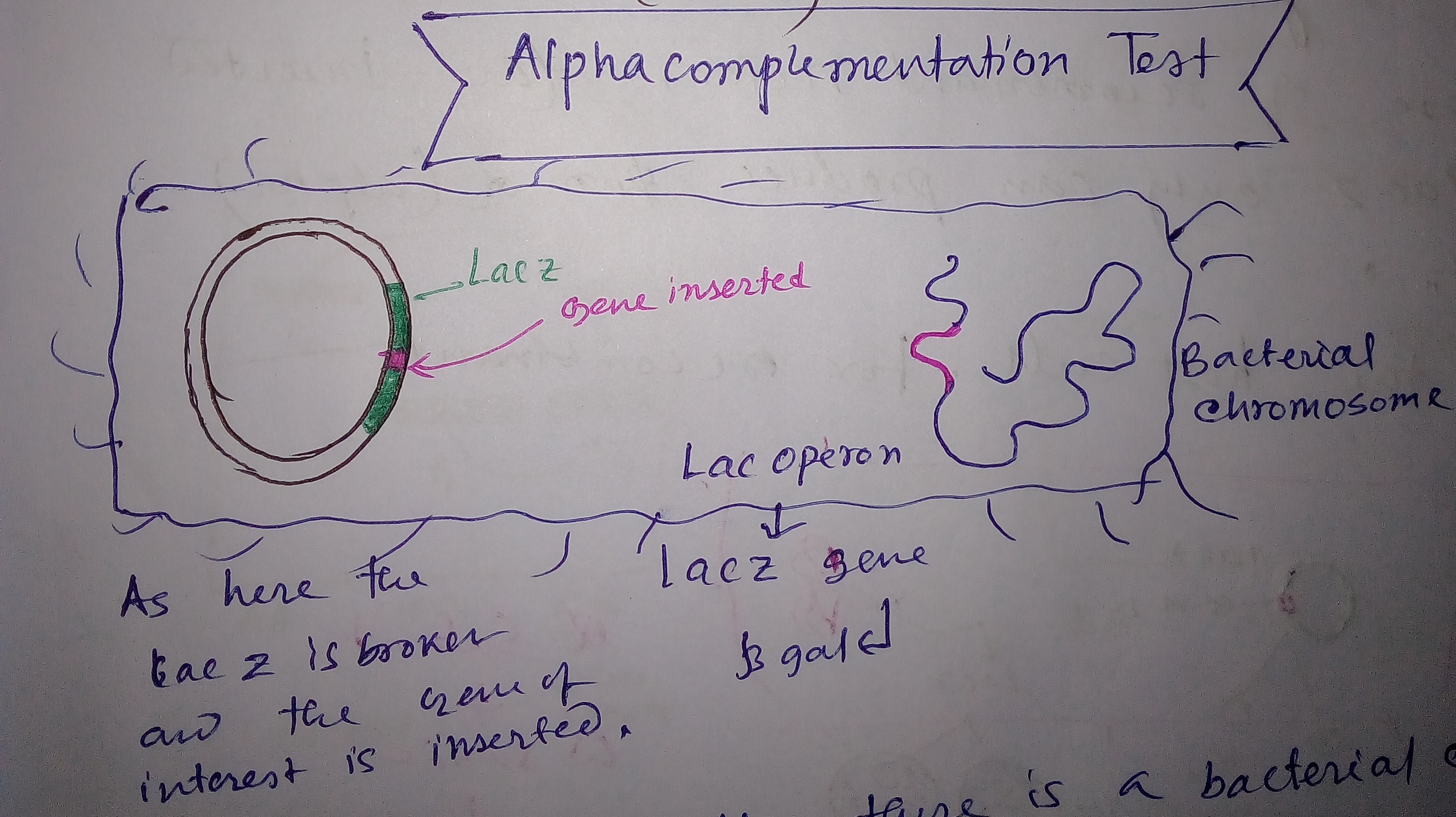 Recombinant DNA technology ( Alpha complementation and Blue white ...