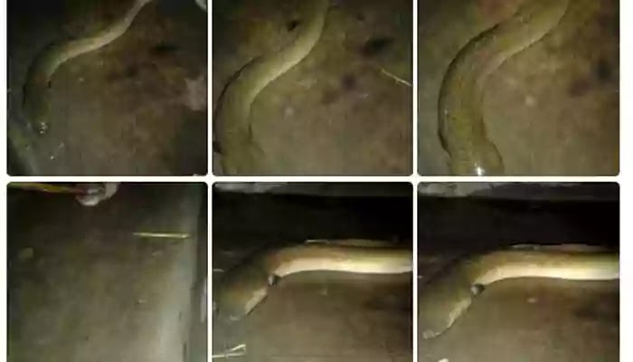 Rare species of fish caught in Bakshiganj! বকশীগঞ্জে ধরা পড়েছে বিরল প্রজাতির মাছ!