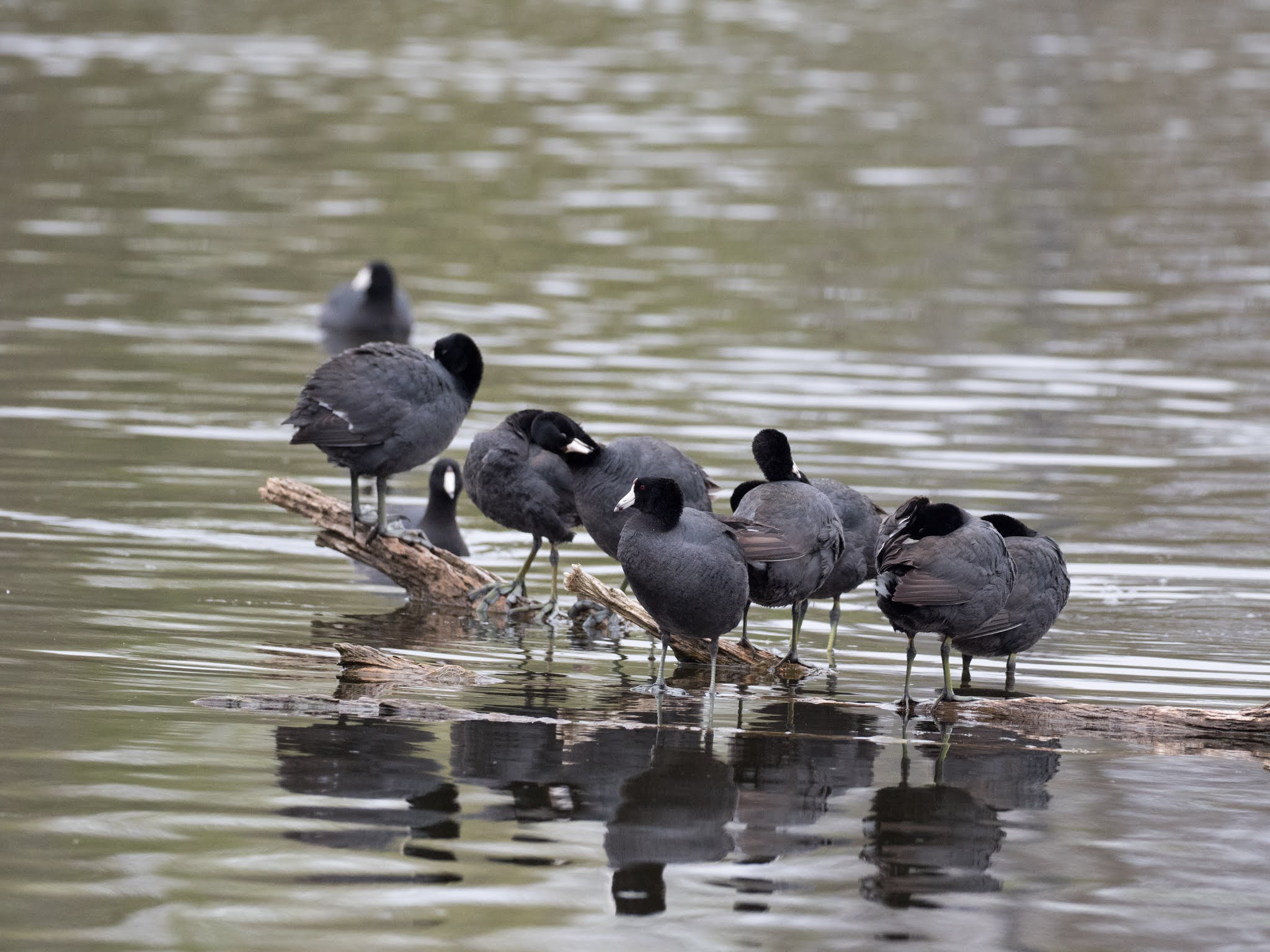 Mae's Food Blog The Celery Bog