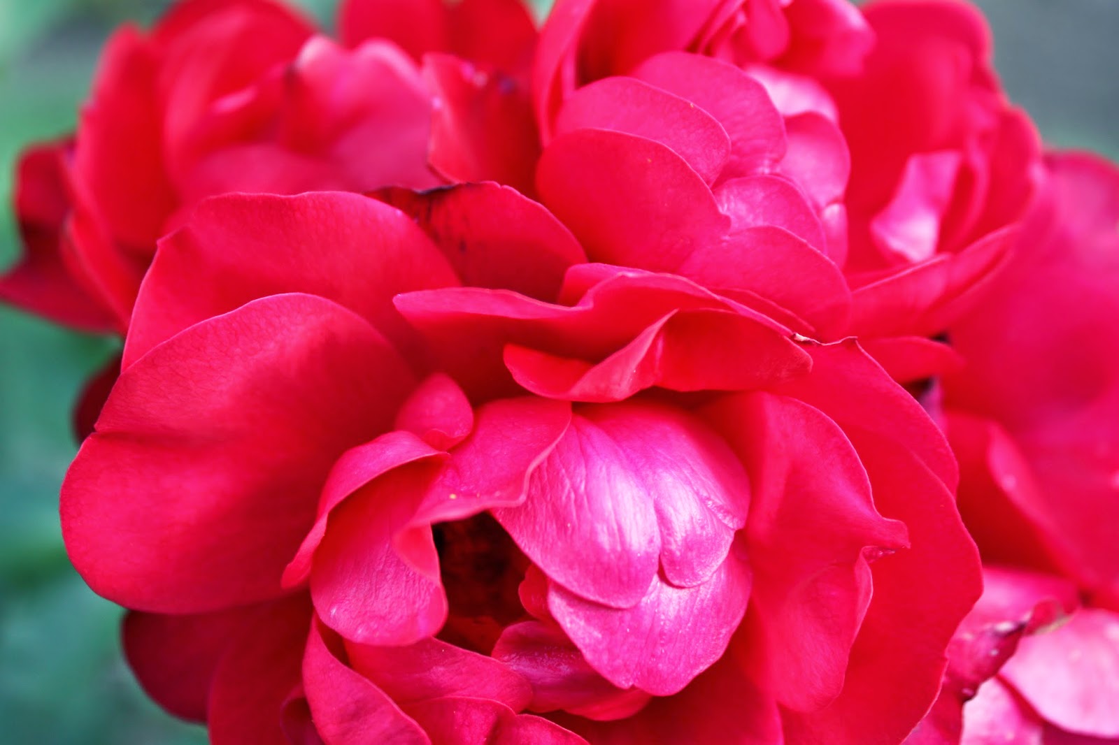 VÅRLI : Roser er røde...