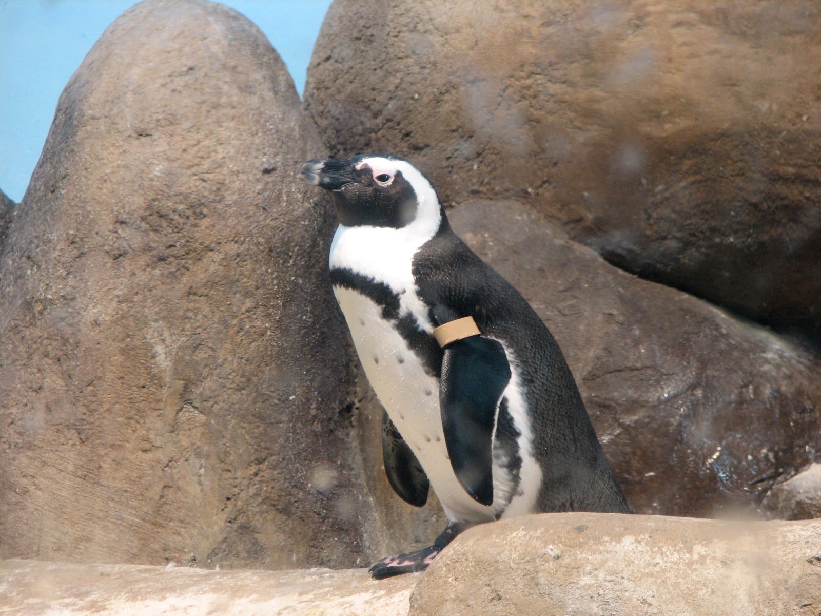 African Penguin