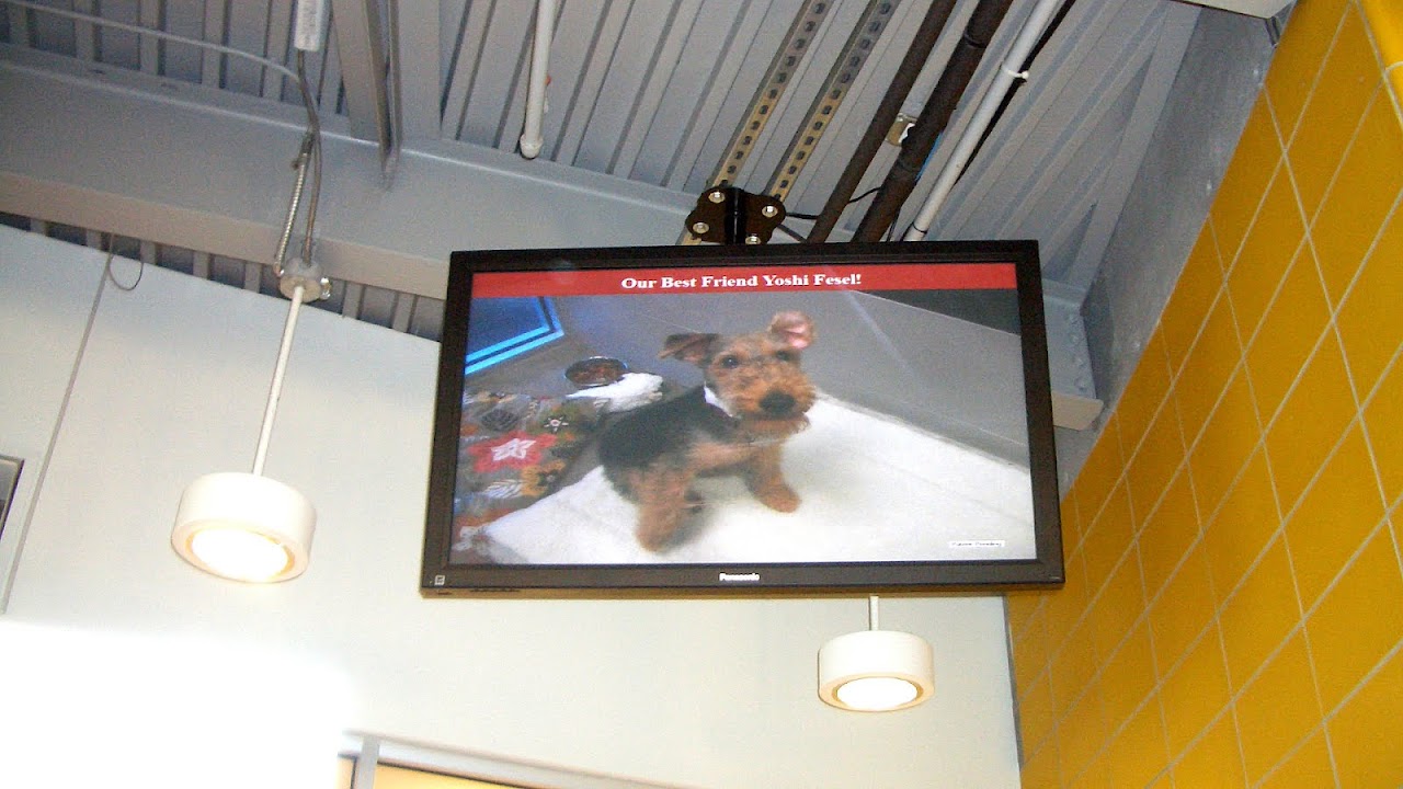 Disney World Dog Boarding Dog Choices