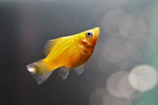 How to Clean The Fish Tank How to Clean The Fish Tank