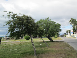 Patagonian Trees