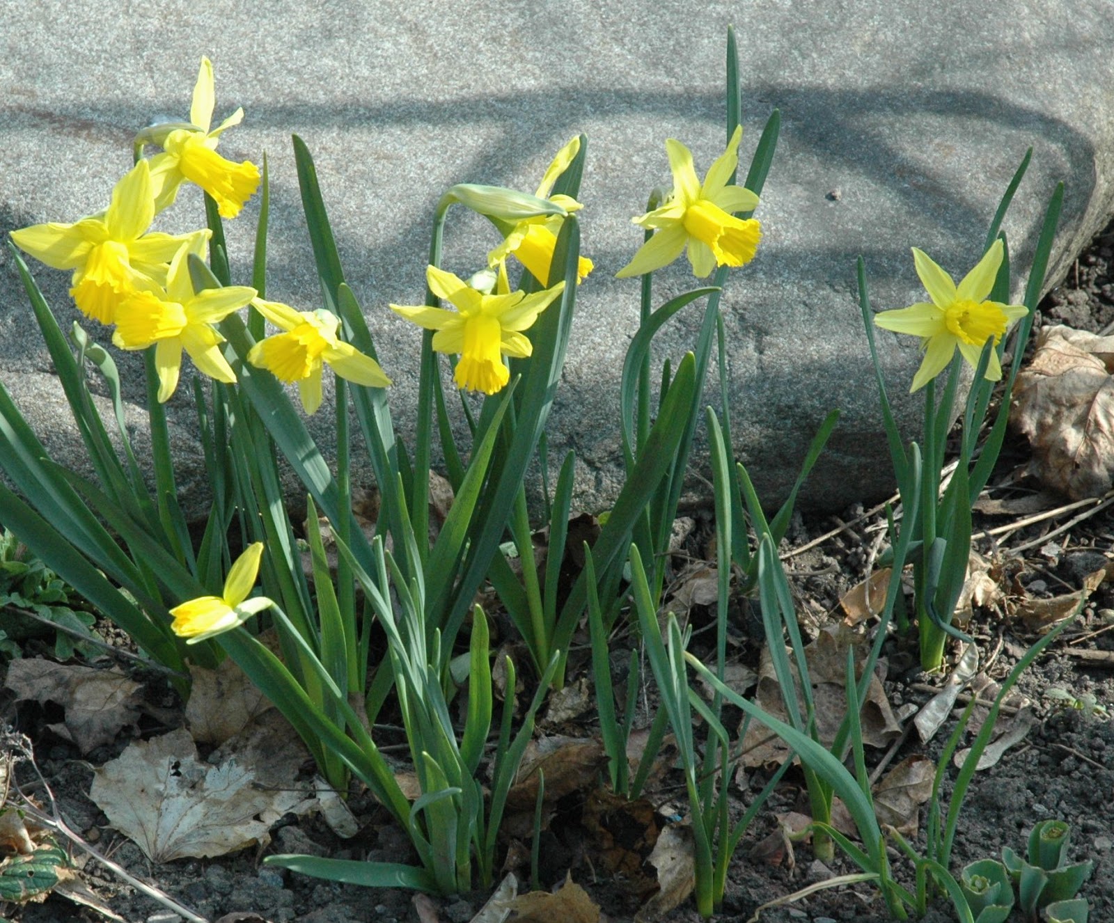 Peterborough and Area Master Gardeners After Bloom Care Of Spring Bulbs
