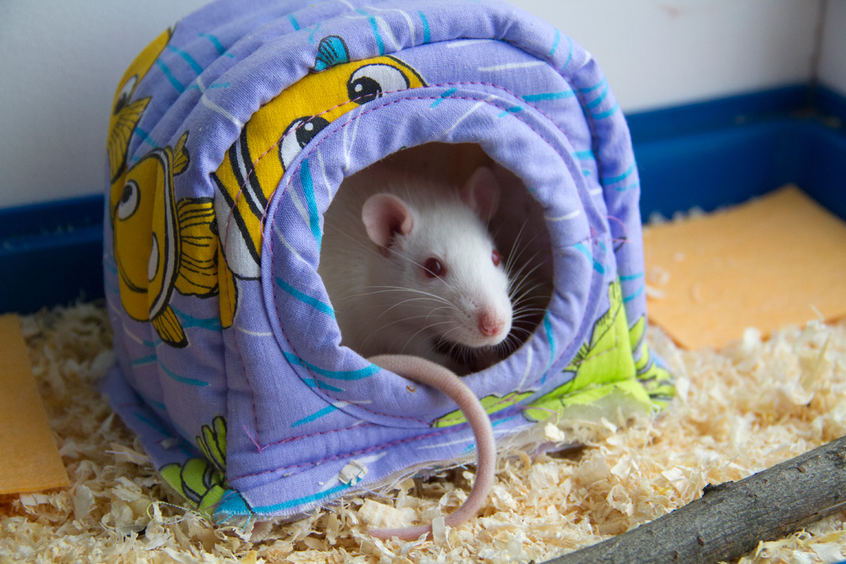 капкан для крыс. серая крыса, или пасюк (rattus norvegicus). серая крыса rattus norvegicus. обиженная мышь. грустная мышь.