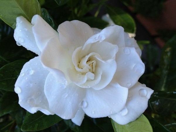 80+ Gambar Bunga Gardenia Terbaru 80+ Gambar Bunga Gardenia Terbaru