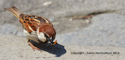 birds eating insect sparrow garden