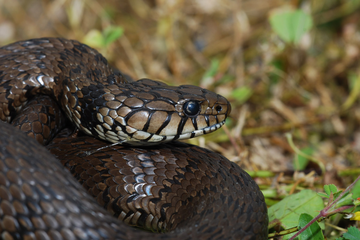 Yorkshire Field Herping and Wildlife Photography A Field Herping Trip