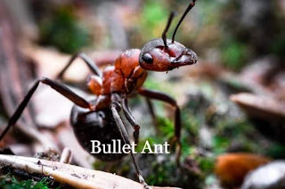 Bullet Ant