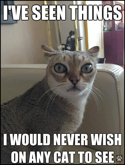 Art GIF with caption • I have seen things I would never wish on any cat to see! Art GIF with caption • I have seen things I would never wish on any cat to see!
