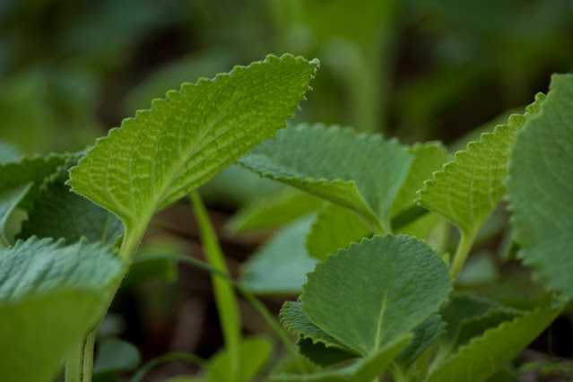 முகப்பரு நீங்க வீட்டு வைத்தியம்